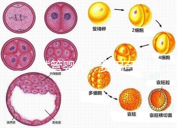 “試管嬰兒”費用可報銷！11月1日起，患者可在柳人醫享受新政迎“好孕”