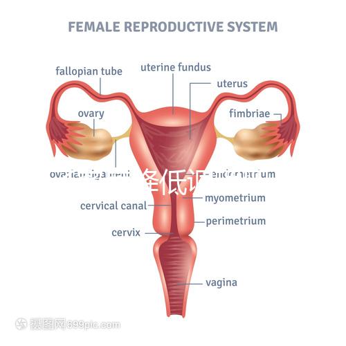 精子密度降低調理四步走，男性生育制勝法寶趕緊看看
