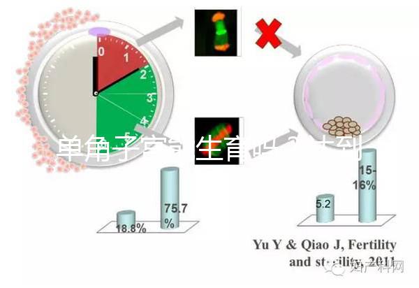 單角子宮能生育嗎？達(dá)到這4個(gè)條件即可懷孕生孩子