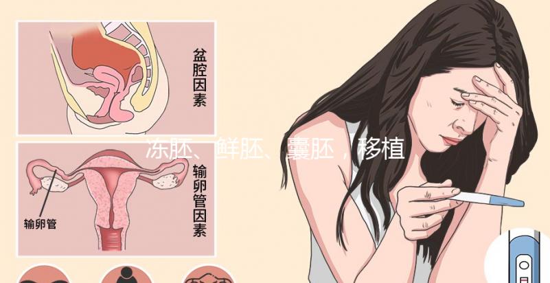 凍胚、鮮胚、囊胚,移植哪個成功率更高?