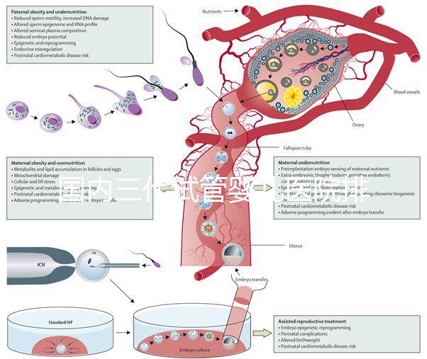 國內(nèi)三代試管嬰兒醫(yī)院排名已更新,2025年上榜醫(yī)院是這幾家!