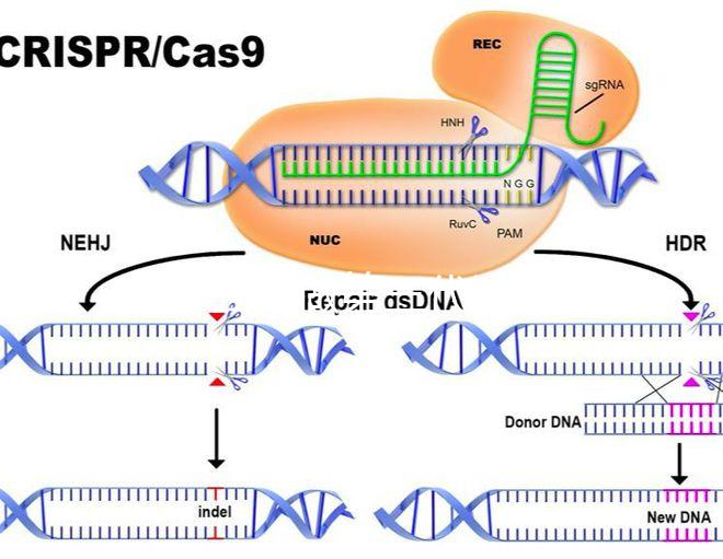為什么要做第三代試管嬰兒？