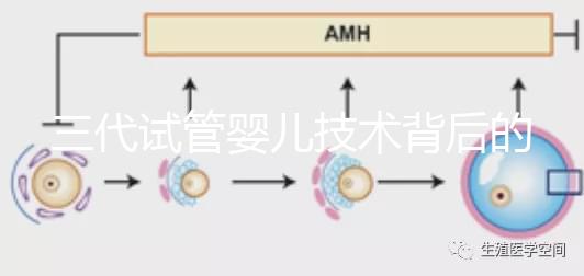 三代試管嬰兒技術背后的科學原理:從基因到生育的總結