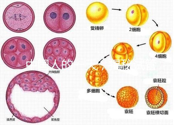 中國人的一天，揭秘試管嬰兒胚胎學家神秘又平凡的實驗室工作