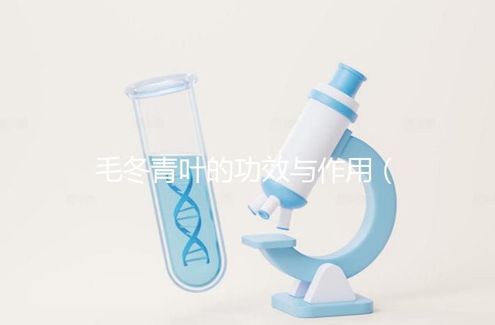 毛冬青葉的功效與作用（毛冬青傷肝還是護肝）