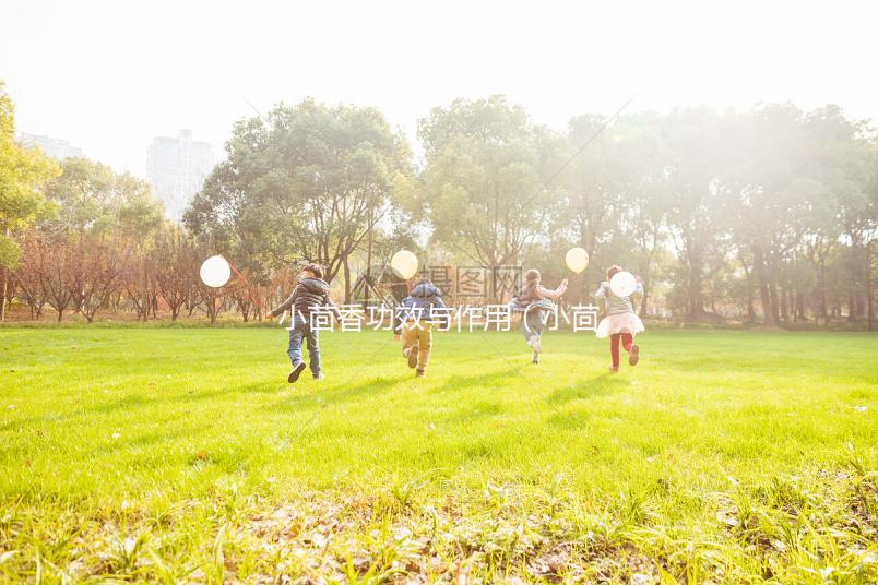 小茴香功效與作用(小茴香泡水喝的功效)