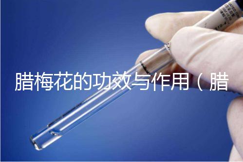 臘梅花的功效與作用（臘梅最忌諱三個屬相）