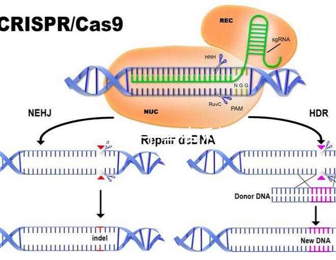 45歲生孩子各有利弊，對比優(yōu)缺點(diǎn)就知道好不好！
