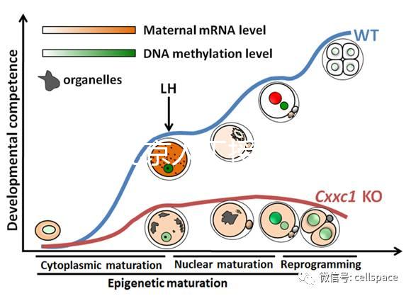 2024北京人工授精私立醫院排名專欄，哪家好看完有數